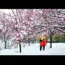 梅园飘雪海报