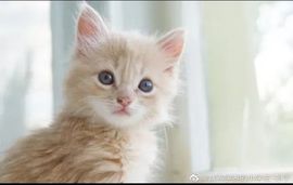 小奶猫谢谢哥哥们主播照片