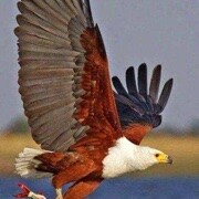 雄鹰🦅展翅飞的头像