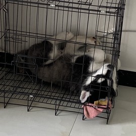 娜扎🧸的图片
