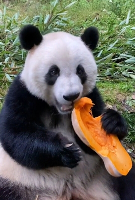 甜蜜未来乐在心怀主播照片