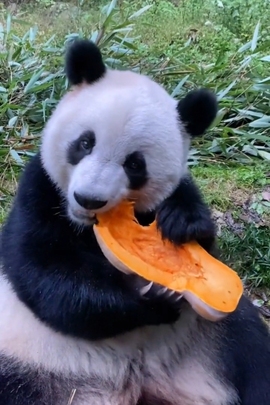 甜蜜未来乐在心怀主播照片