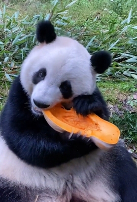 甜蜜未来乐在心怀主播照片