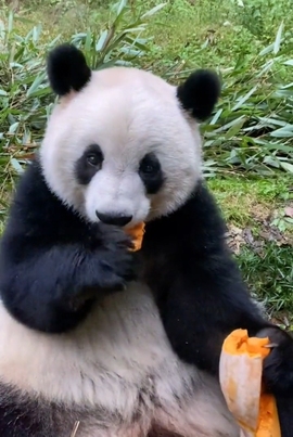 甜蜜未来乐在心怀主播照片