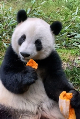 甜蜜未来乐在心怀主播照片