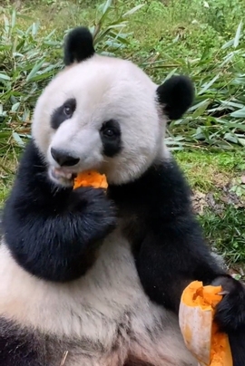 甜蜜未来乐在心怀主播照片
