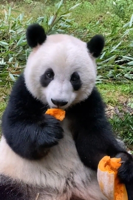 甜蜜未来乐在心怀主播照片
