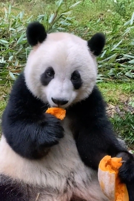 甜蜜未来乐在心怀主播照片