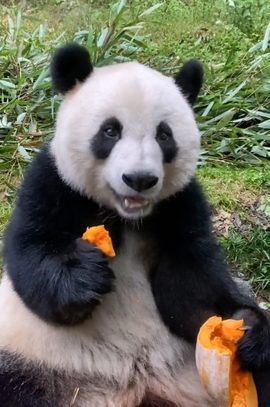 甜蜜未来乐在心怀主播照片