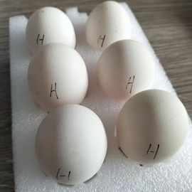 我的皇帝陛下主播照片