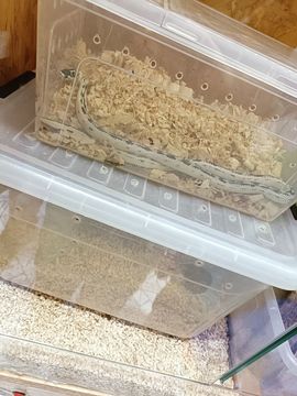 安然💛初相蒔主播照片