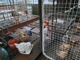戰神大元帥黎歌主播照片