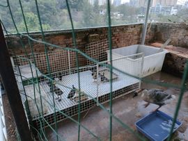 戰神大元帥黎歌主播照片