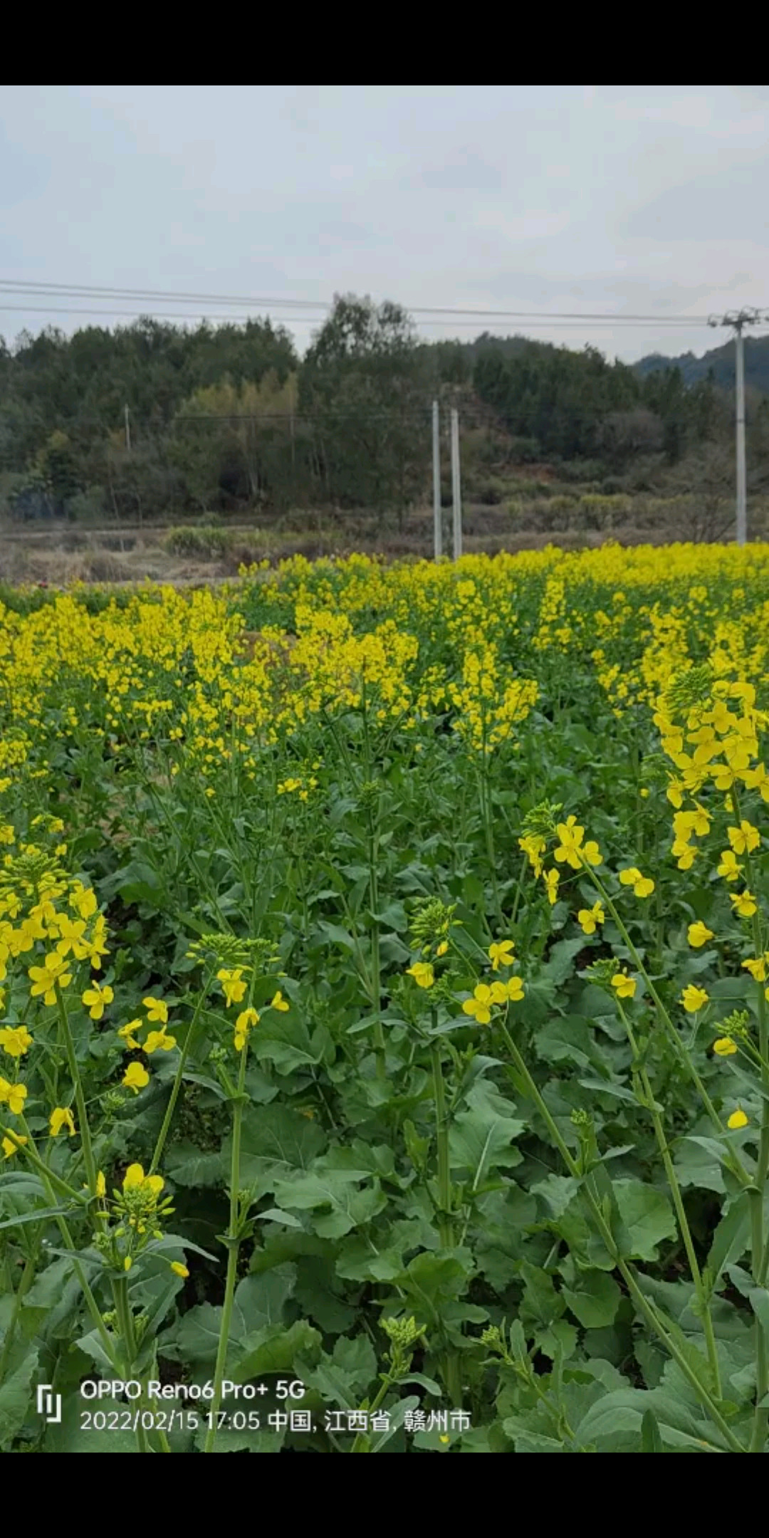 油菜花