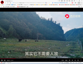 保利哥主播照片