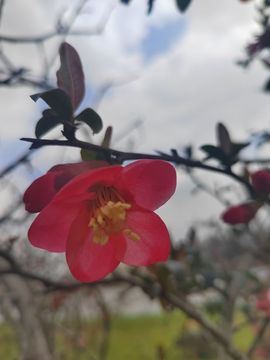 初夏～薇主播照片