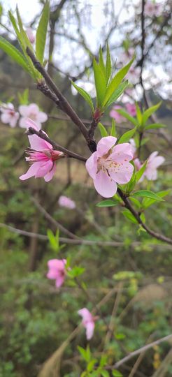 妞妞骑行中国主播照片