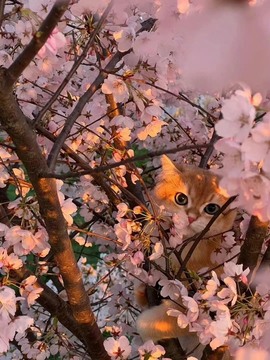 莱芊🍥歌手主播照片