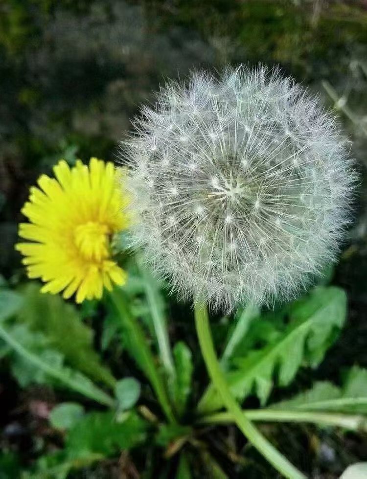 婷婷💕感恩有你陪伴的图片