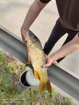 🌾主任→か弎哥✨主播照片