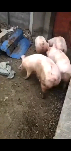 这年头（猪）都会摇脑壳了。