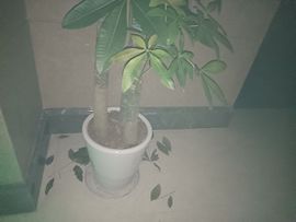念念尊师萧剑主播照片
