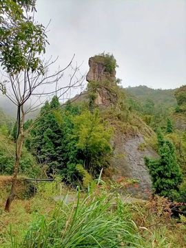 藏獒王∶成龙沸沸主播照片
