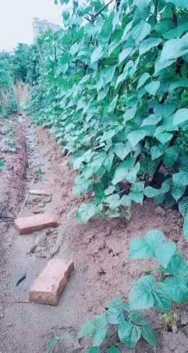 甜蜜未来乐在心怀主播照片