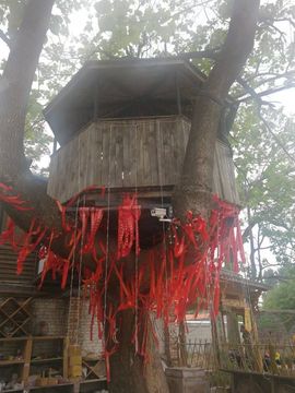 果果(平安好运)主播照片