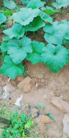 甜蜜未来乐在心怀主播照片