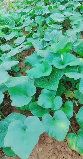 甜蜜未来乐在心怀主播照片