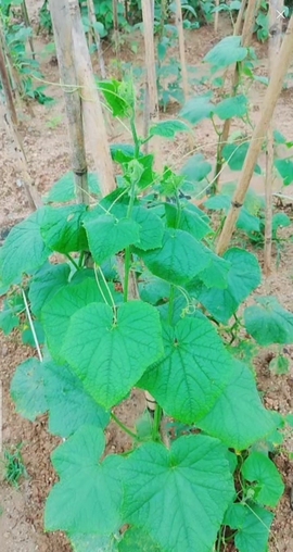 甜蜜未来乐在心怀主播照片
