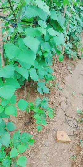 甜蜜未来乐在心怀主播照片