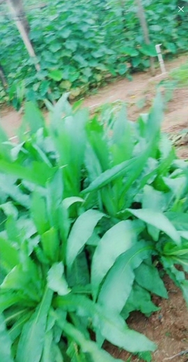 甜蜜未来乐在心怀主播照片