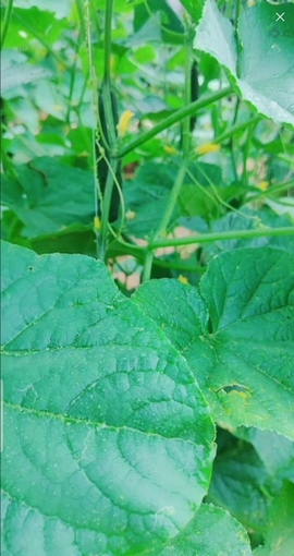 甜蜜未来乐在心怀主播照片