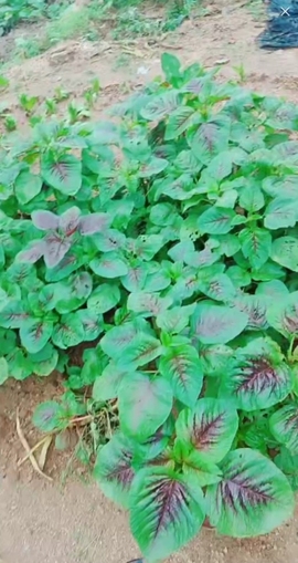 甜蜜未来乐在心怀主播照片