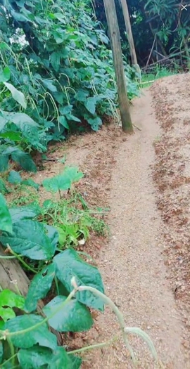 甜蜜未来乐在心怀主播照片