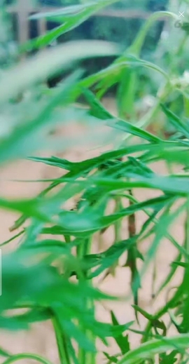甜蜜未来乐在心怀主播照片