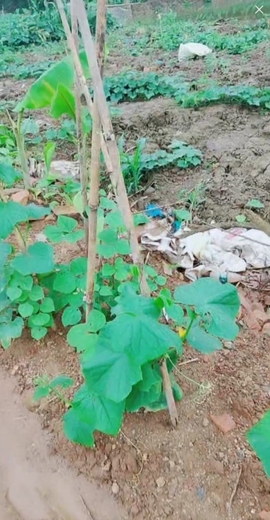 甜蜜未来乐在心怀主播照片