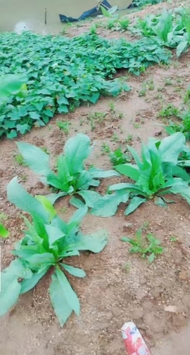 甜蜜未来乐在心怀主播照片