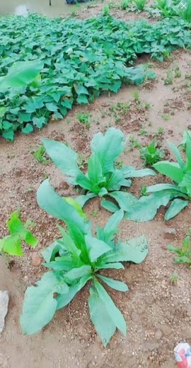 甜蜜未来乐在心怀主播照片