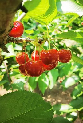 野百合的春天🌱🌱主播照片