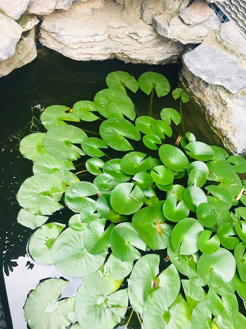 骑小黄车追法拉鲲。主播图片
