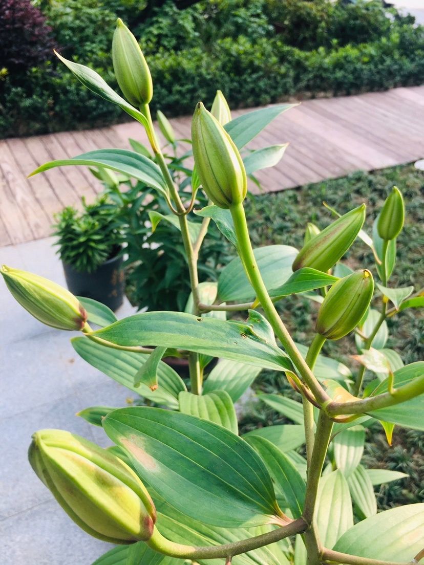 骑小黄车追法拉鲲。主播图片