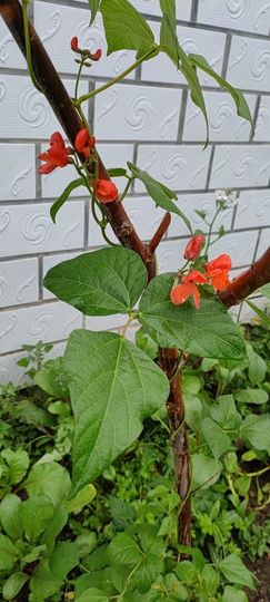 野百合饿晕了🌱🌱主播照片