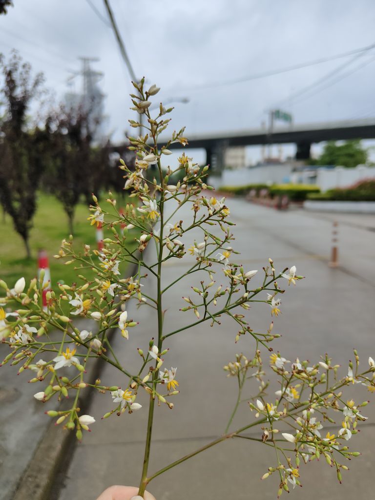 雷廣耀的主播照片