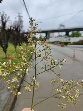 雷廣耀主播照片