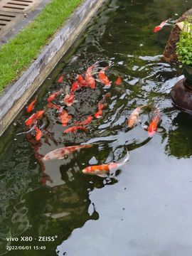 戰神大元帥黎歌主播照片