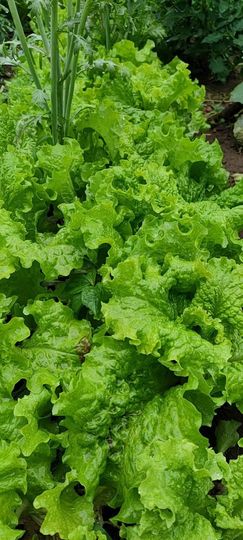野百合饿晕了🌱🌱主播照片