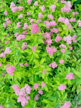 野百合饿晕了🌱🌱主播照片